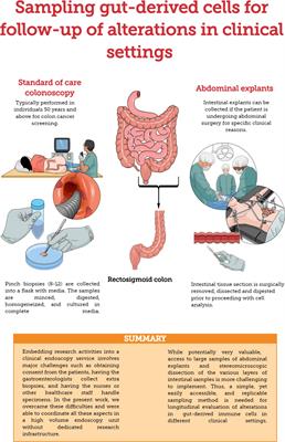 Comparative analysis of human gut- and blood-derived mononuclear cells: contrasts in function and phenotype